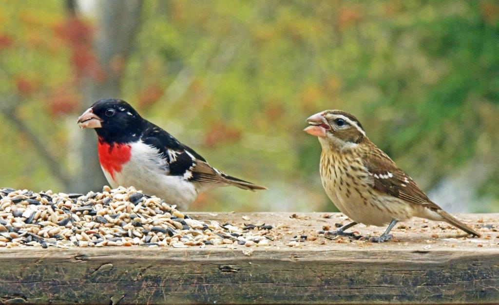 Rose-breasted grosbeak pair