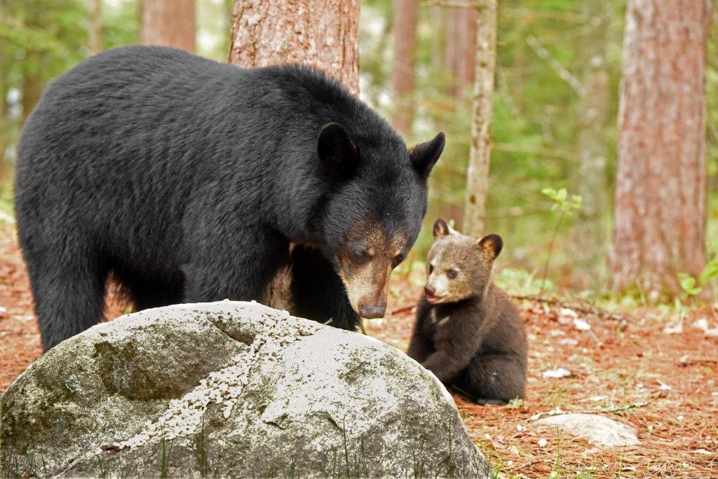 Valentine and lt. brown cub
