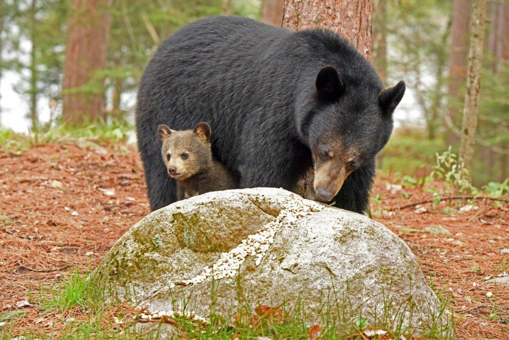 Valentine and lt. brown cub
