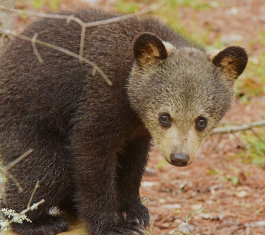 Valentines light brown cub