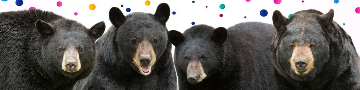 20190601 Ambassador Bears Birthday