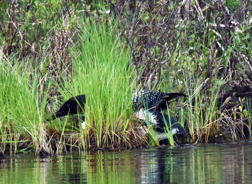 Loon nest