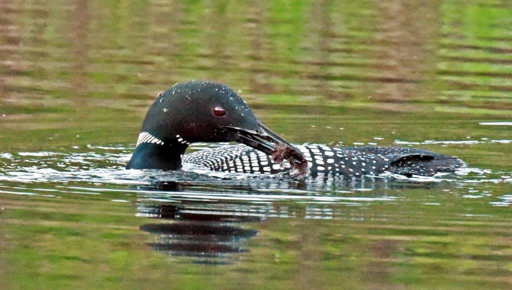 Loon with nesting material