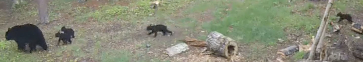 Four cubs - whose are they?