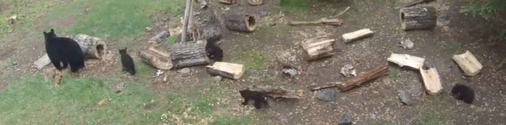 Four Cubs - whose are they?