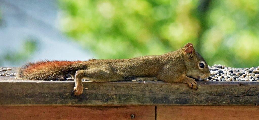 Red Squirrel and Siskin