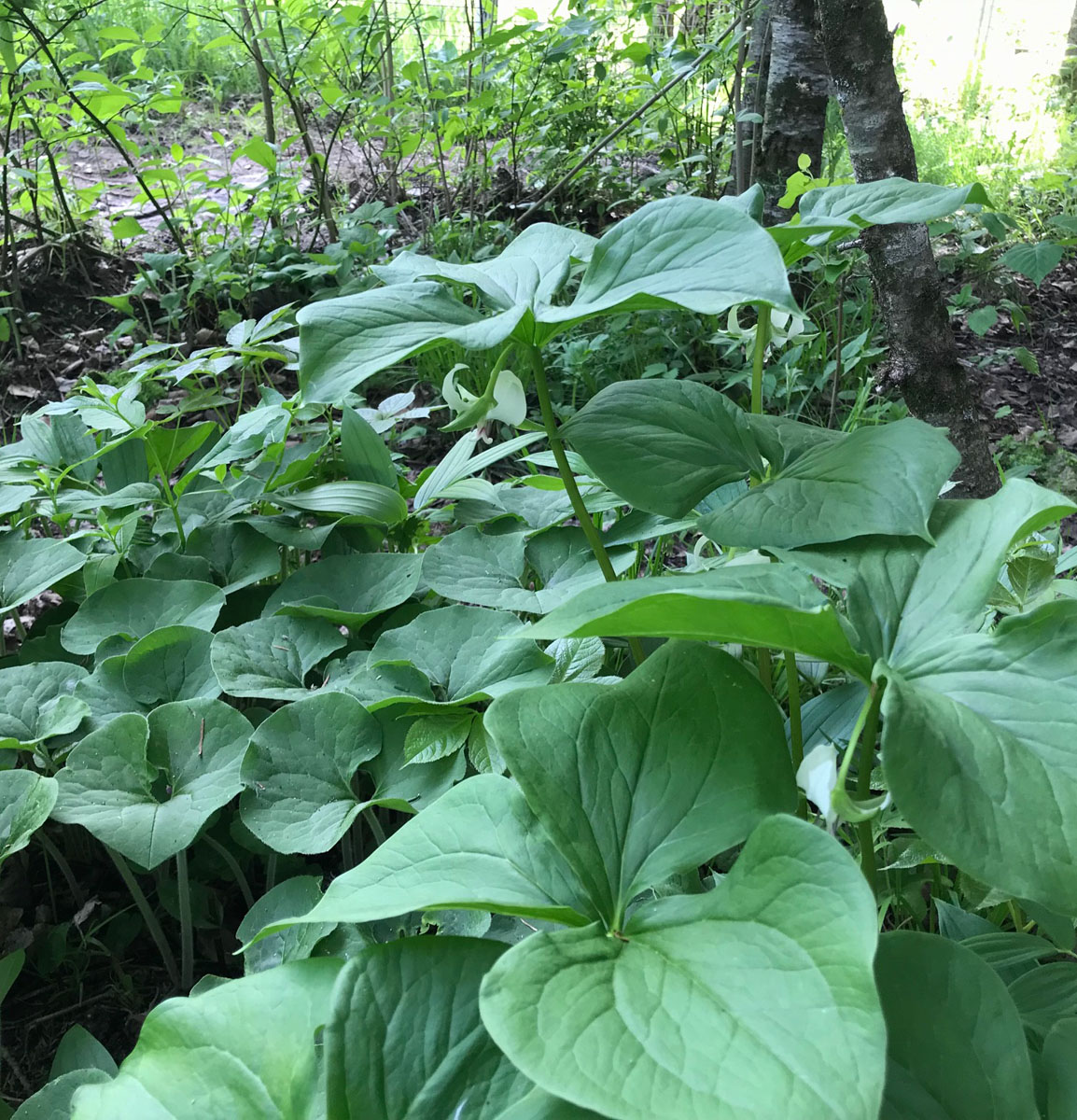 Nodding Trillium