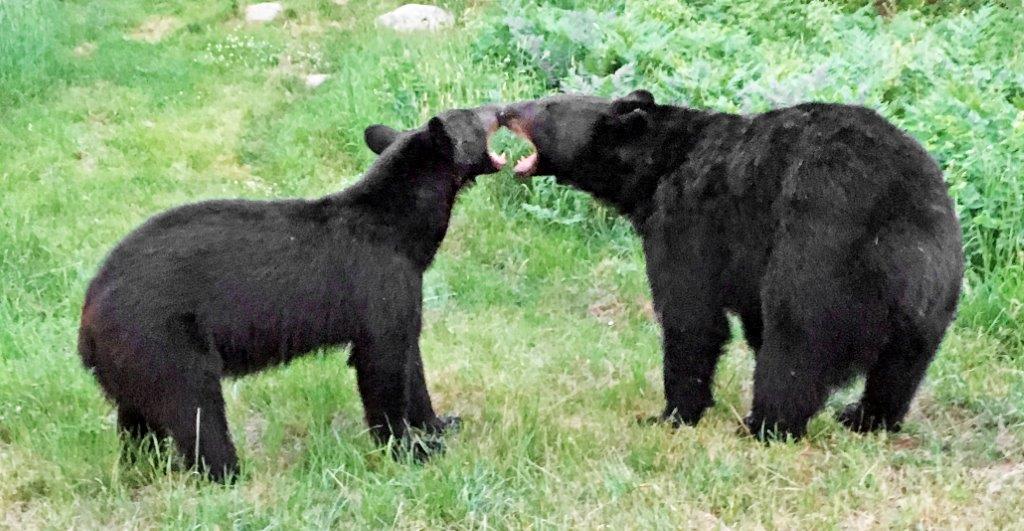 Fred and playmate on 6-29