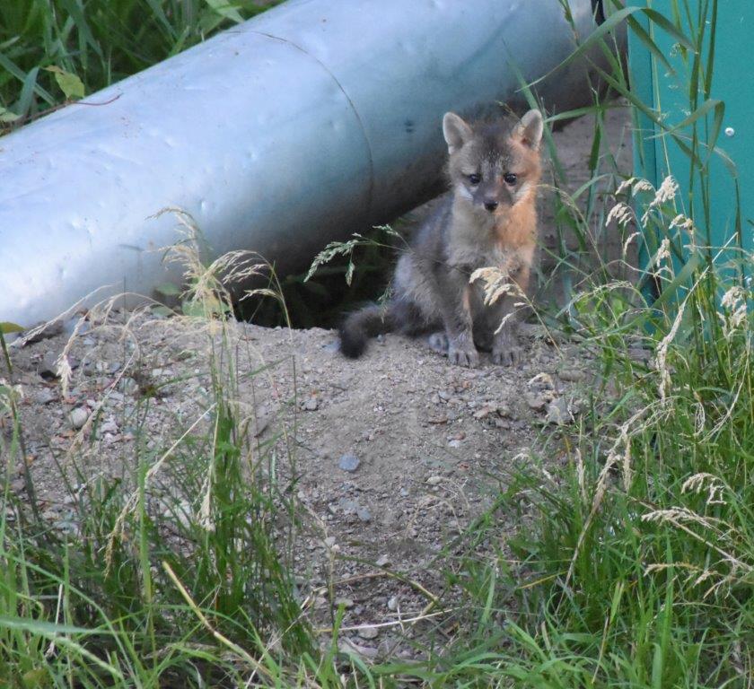 Fox pup