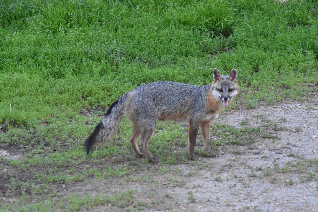 Gray fox