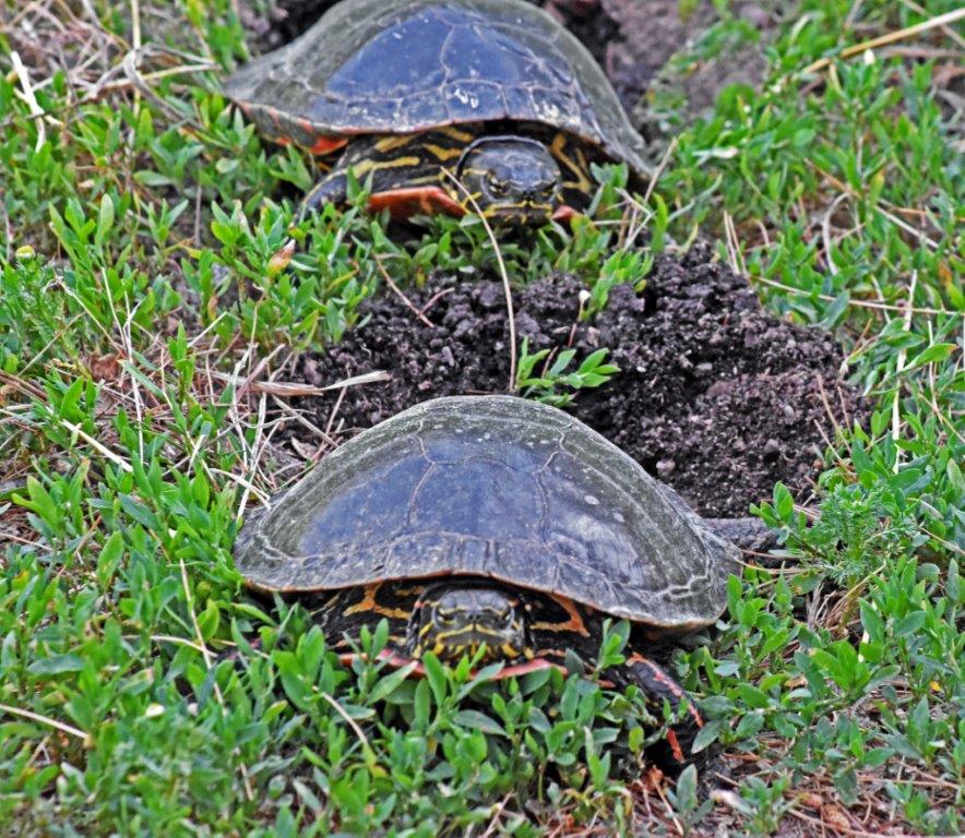 Painted turtles laying eggs