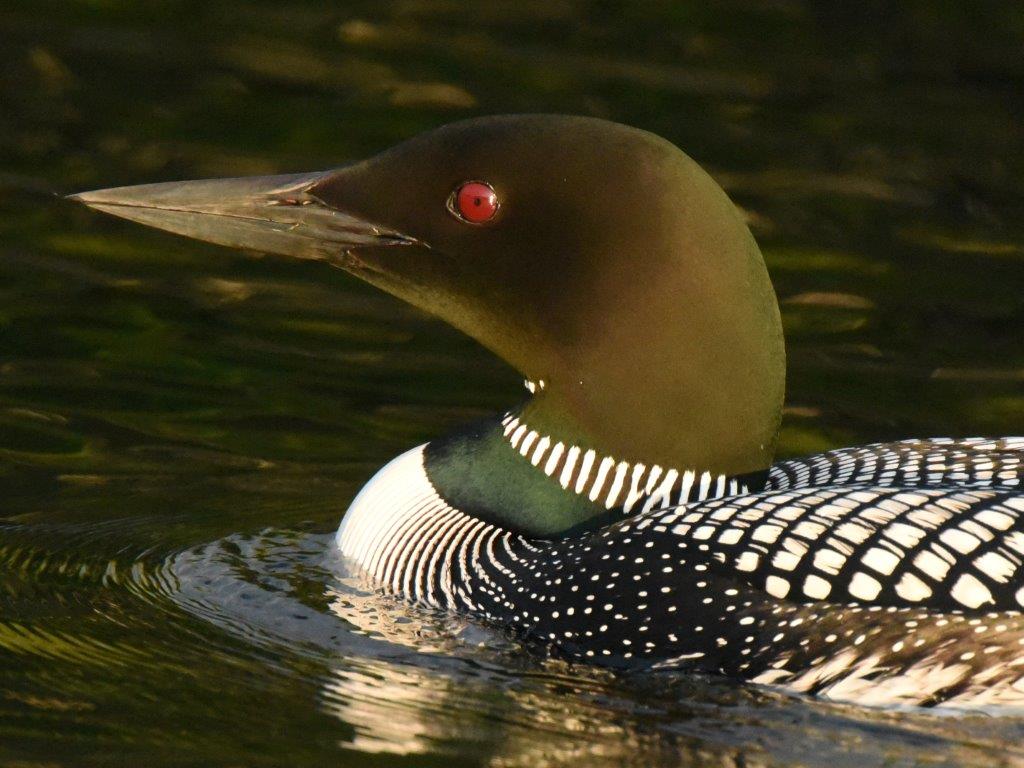 Loon