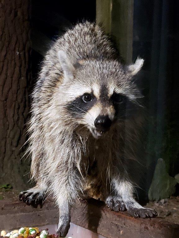 Raccoon A Vincent