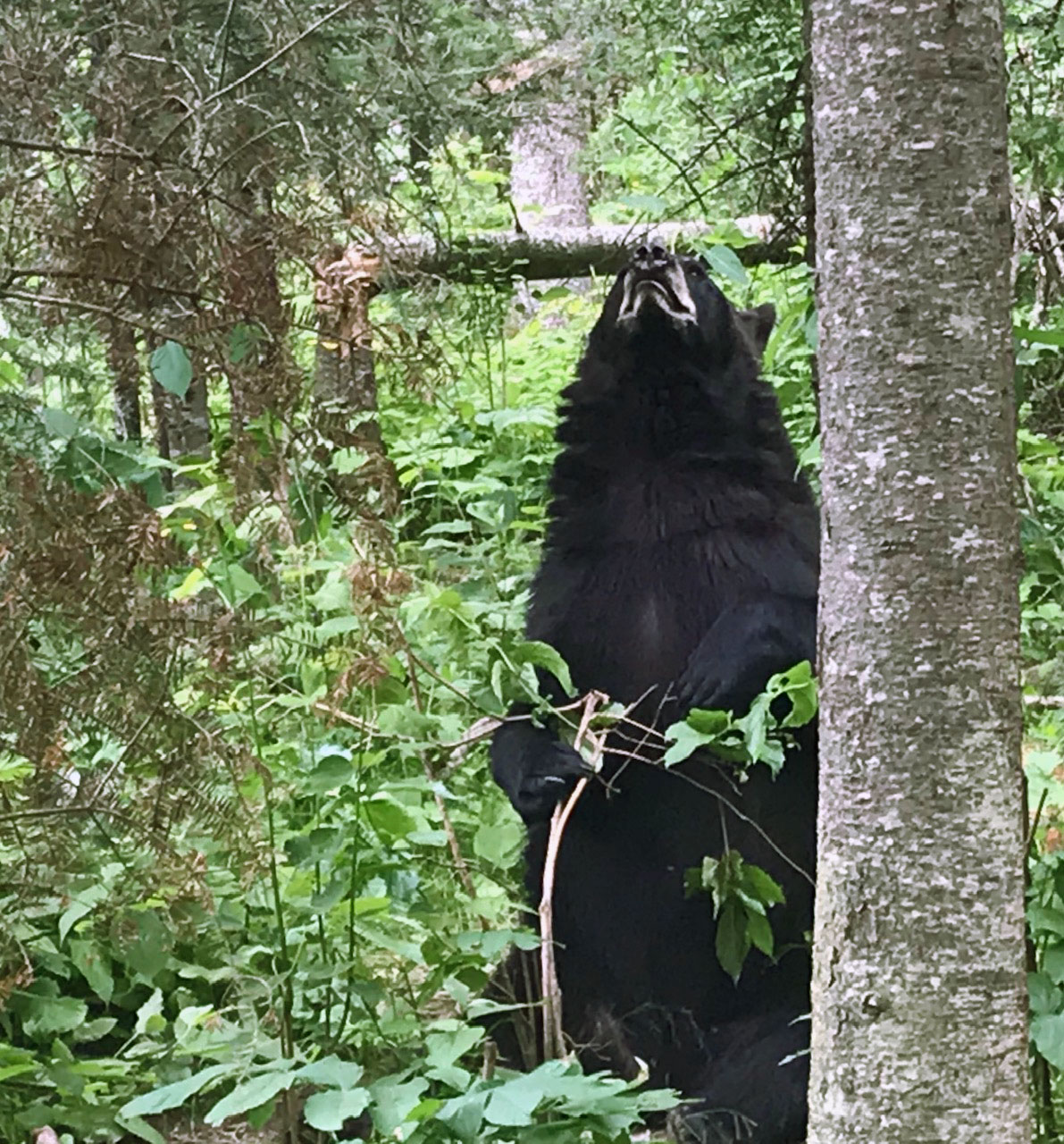 Tasha