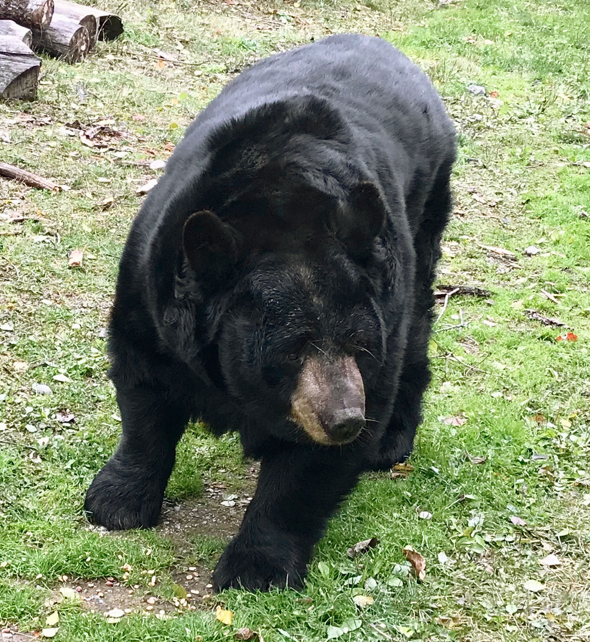Ted