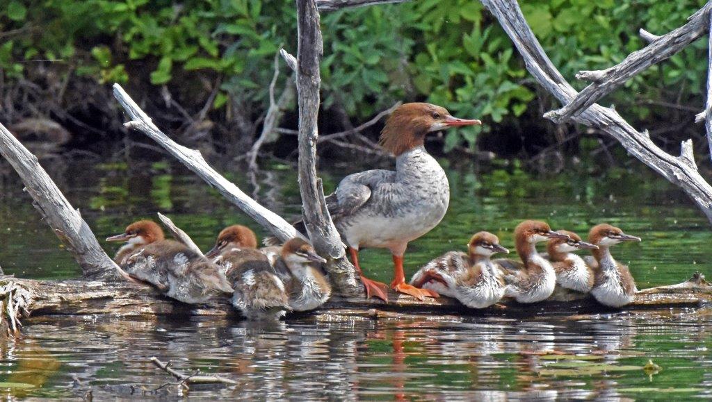 Common Merganser