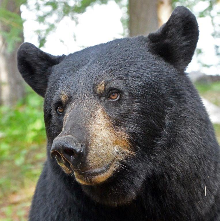 Ursula 4 cubs