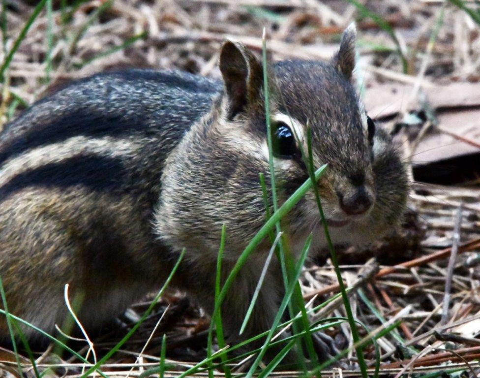 Eastern Chipmunk