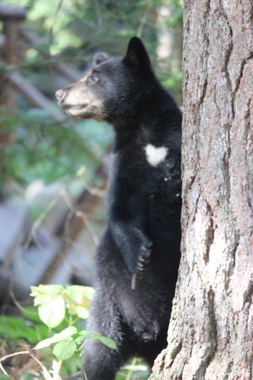 Lily's cub with  heart