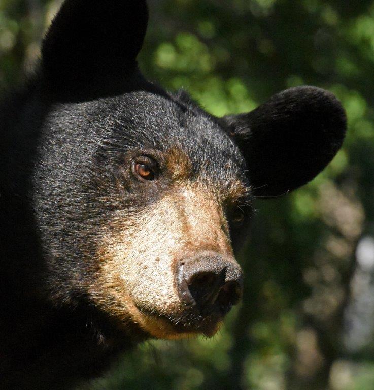 Lily with her distinctive face