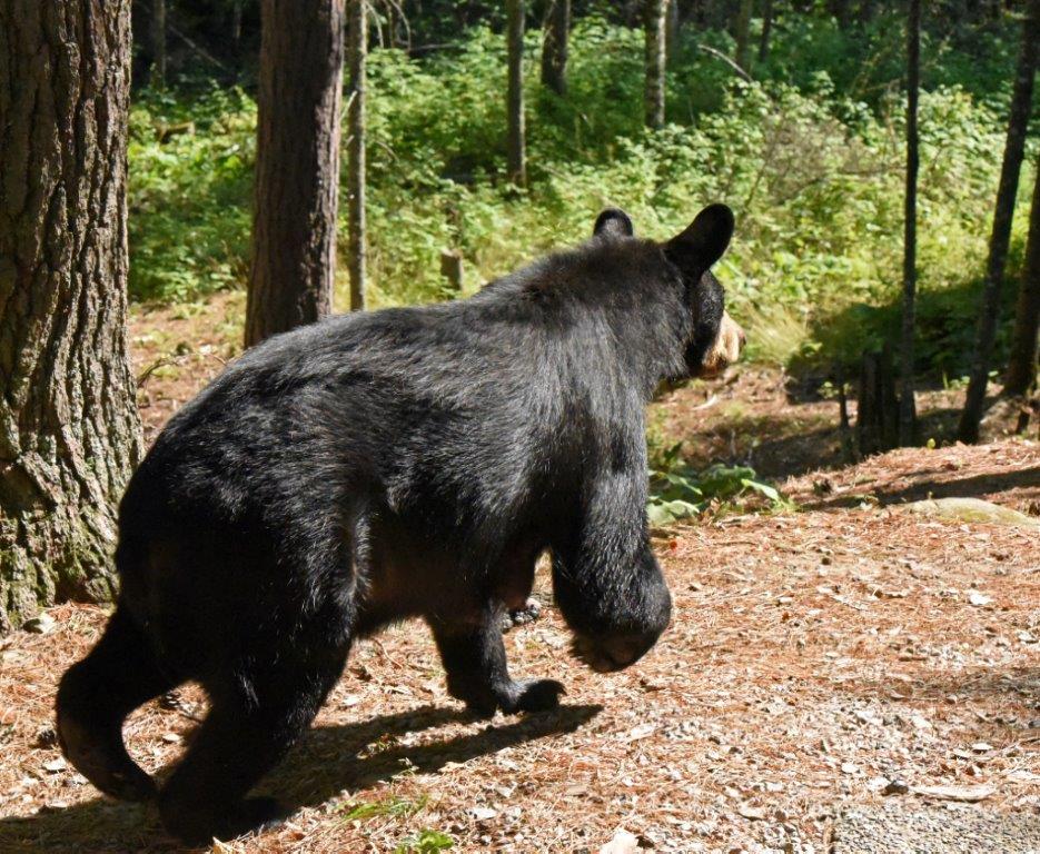 Lily starting her chase