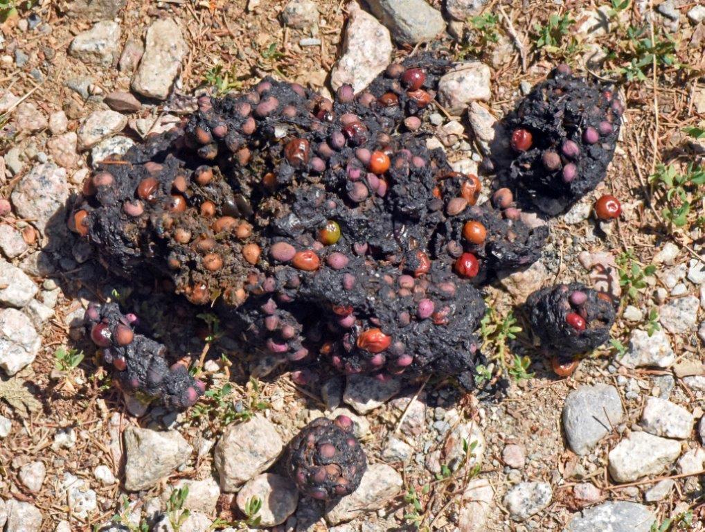 Chokecherry scat