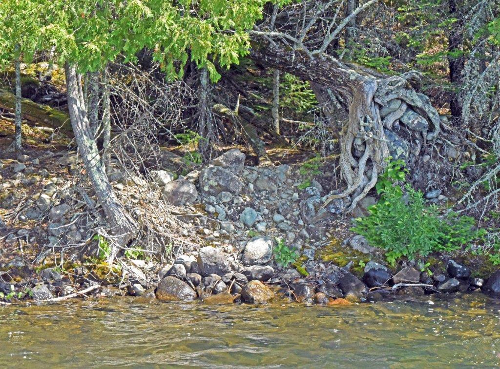 Lily Hope's den 8-6-19