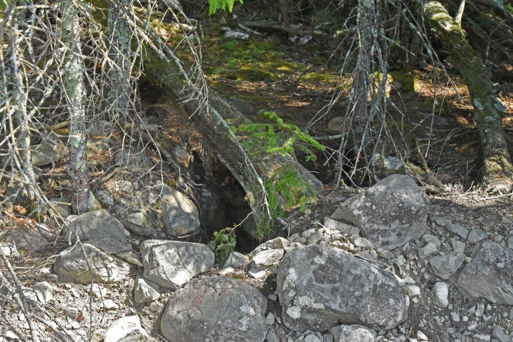 Lily and Hope's den 8-6-19