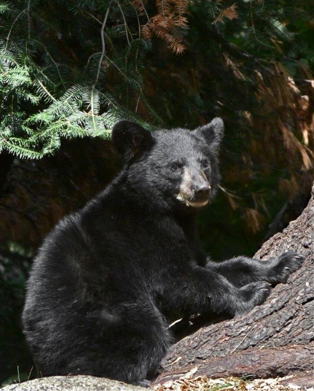 Cub at base of White Pine