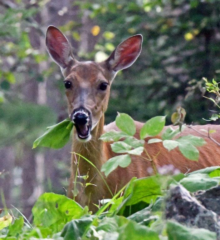 Deer eating Big-leafed Aster