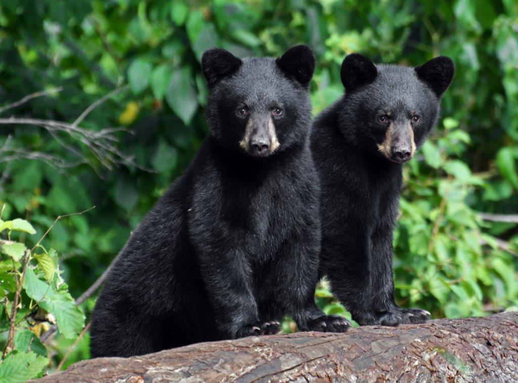 Cubs of Unknown Mother