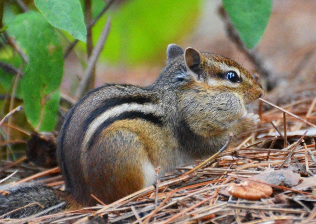 Chipmunk by L.P.