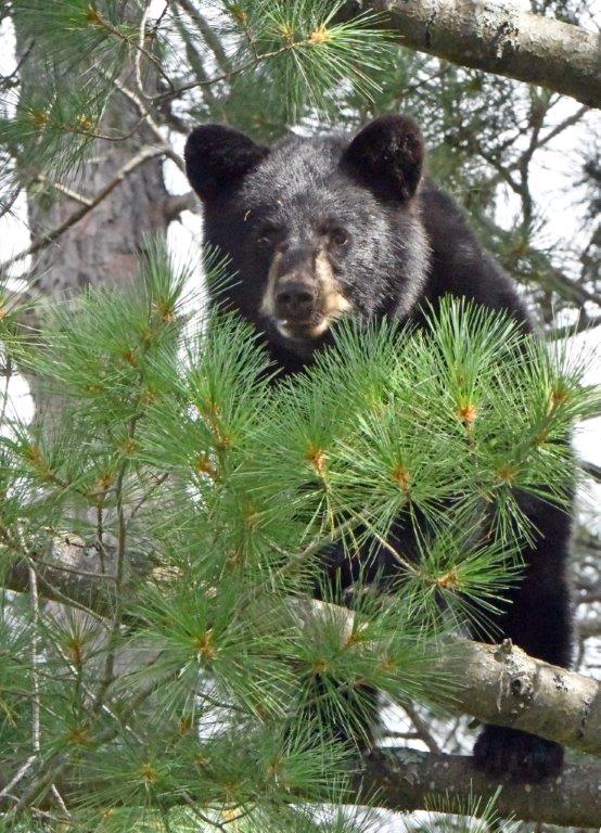 Cub in white pine