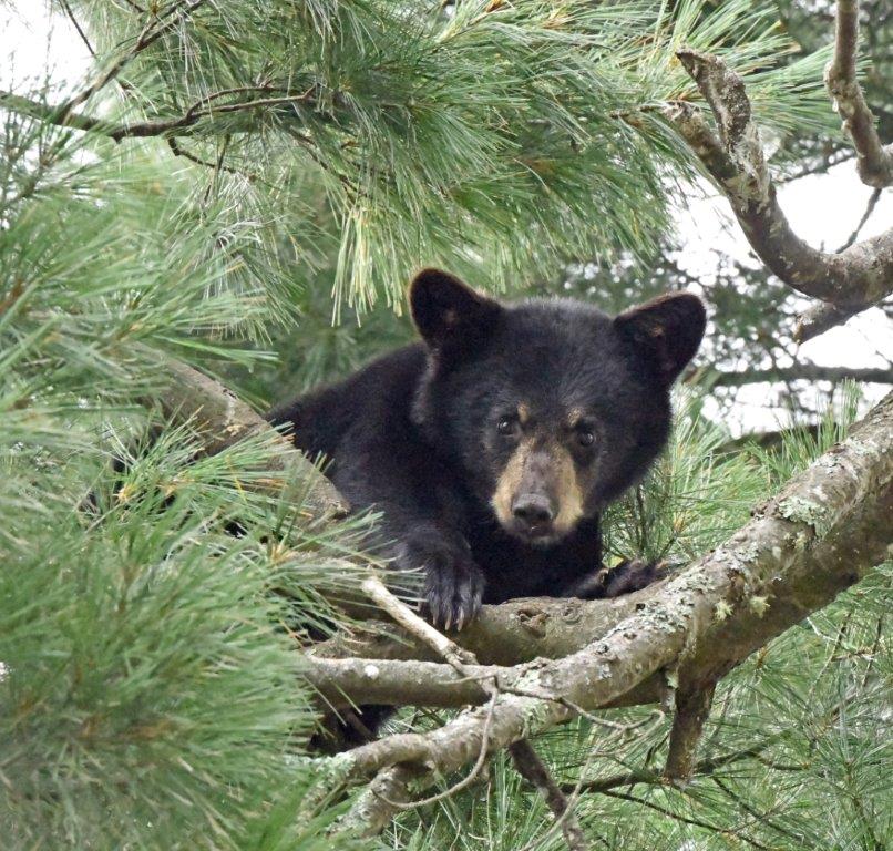 Cub in white pine