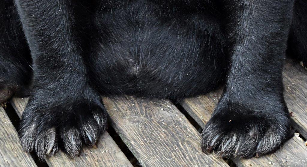One-eyed Jack's paws