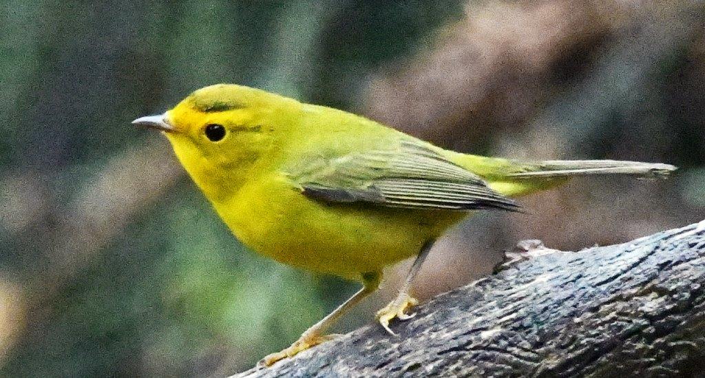 Wilsons warbler