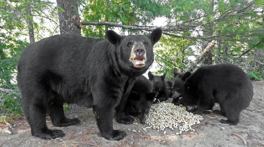 Oliana and 4 male cubs