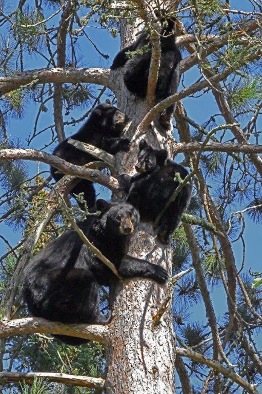 Wild Mom and 3 cubs in Red Pine