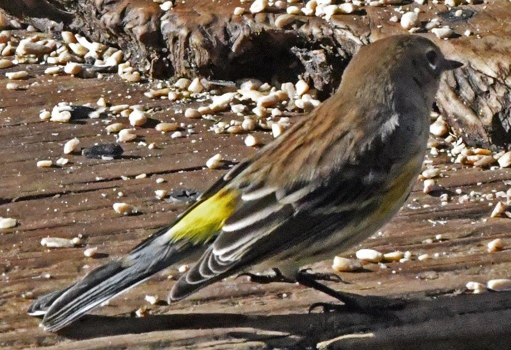 Yellow-rumped warbler