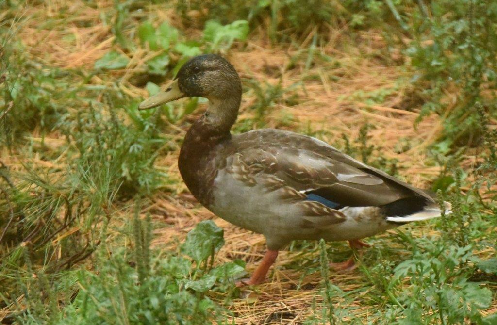 Mallard male