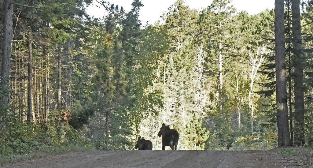 Moose pair