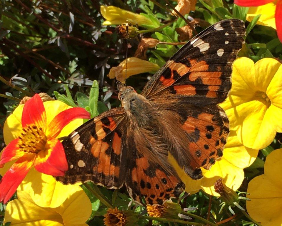 Painted Lady butterfly
