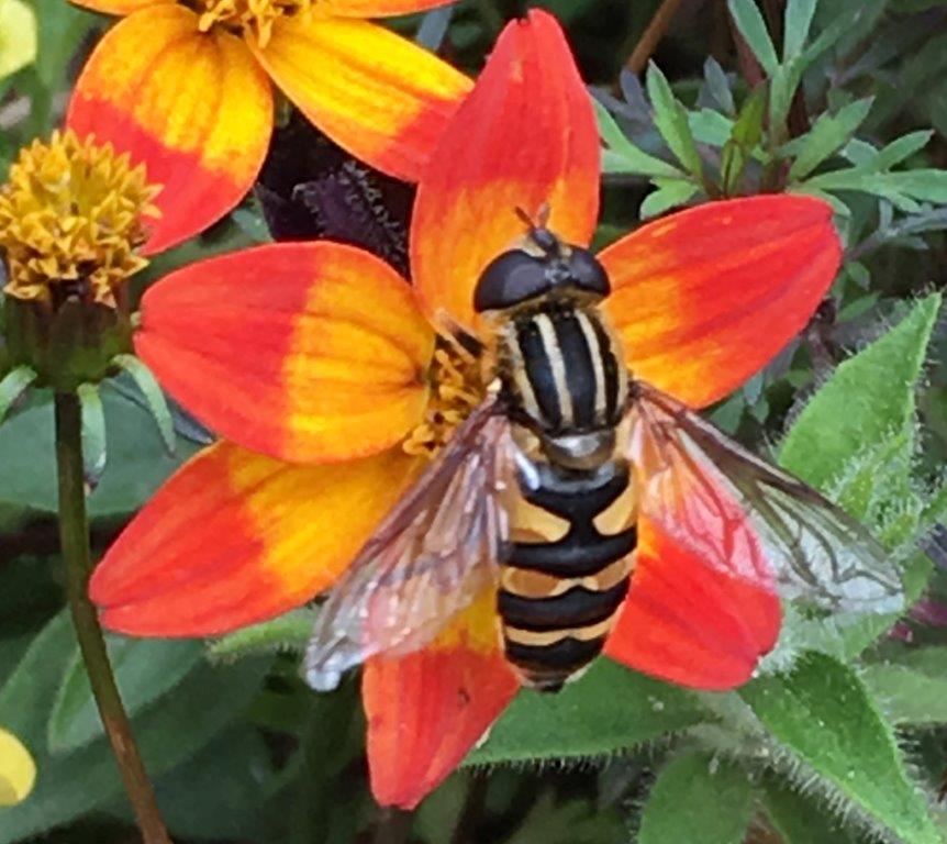 Syrphid Fly (maybe)