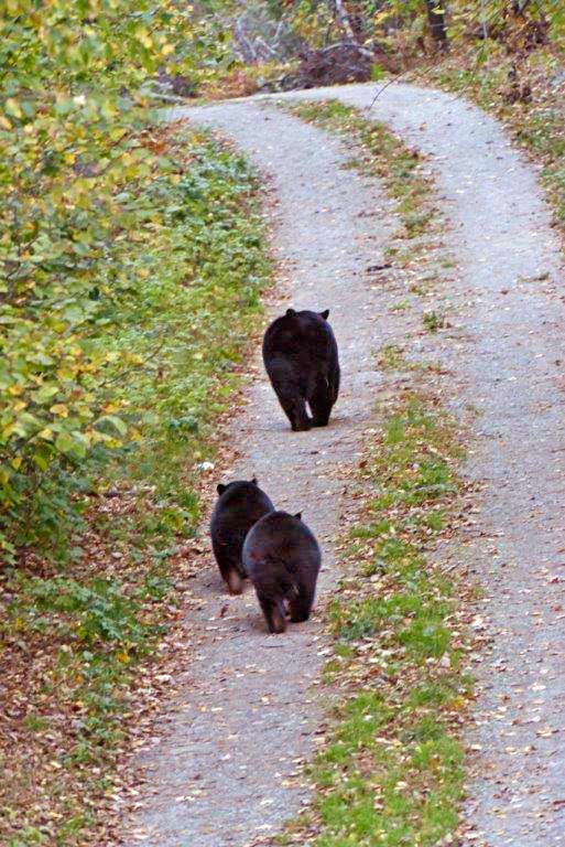 Unknown mother and cubs