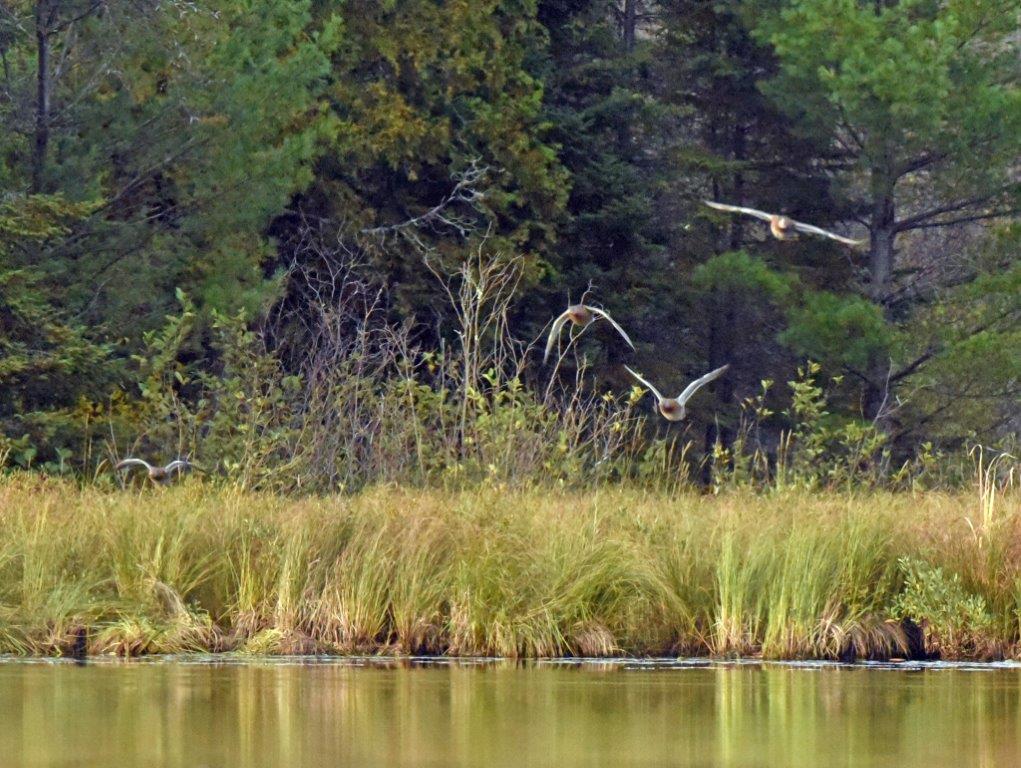 Incoming mallards