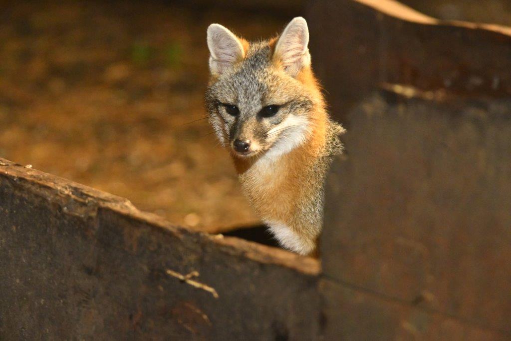 Gray fox on scale