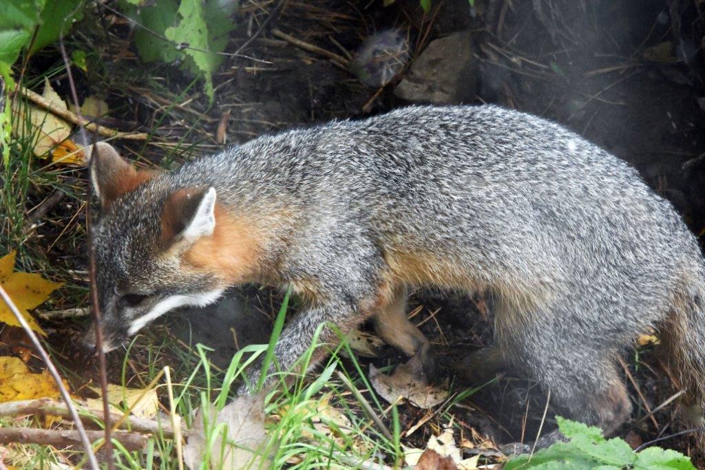 Gray fox pup