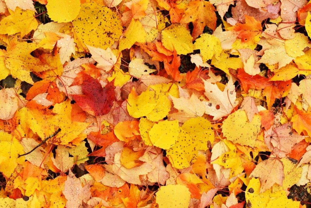 Red maple and big toothed aspen leaves