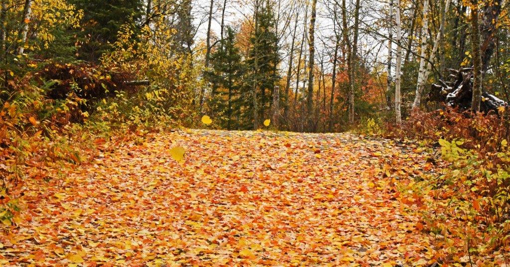 Red maple big-toothed aspen leaves in driveway