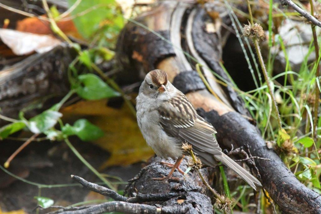 White crowned sparrow